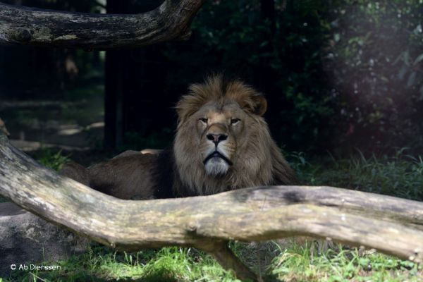 amersfoort-93D81B927-29F8-C512-D3DF-911163C268FB.jpg