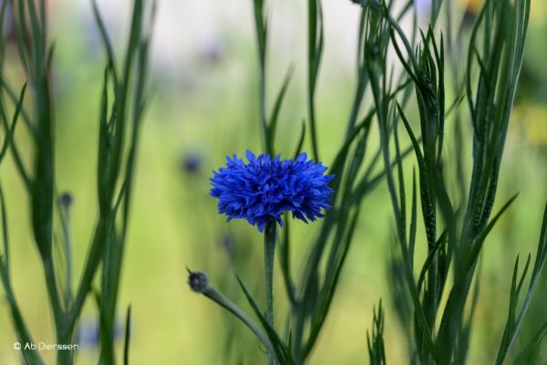 macro-33D3F01628-01F2-F90D-2F5E-7654D50157F6.jpg