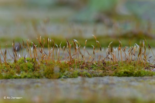 macro-42601202EE-DE46-A085-0E18-A52B5C4C8C90.jpg