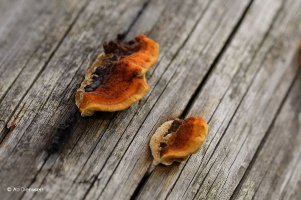 herfst-1138A3414D4-344C-D58C-DF6B-E6A9ACE2BB53.jpg