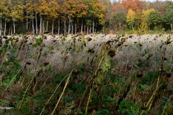 herfst-120F7AFADFE-9C55-9C3E-2CCA-CF65ABAAAFE7.jpg