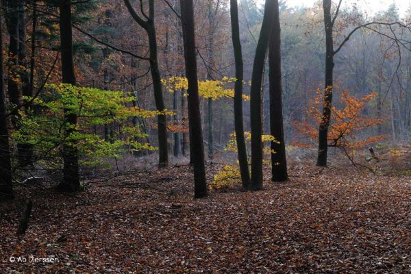 herfst-15CE9EAE07-76E5-DB05-05FE-68EF595DCFEE.jpg