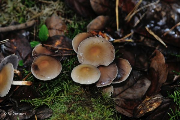 herfst-2387299970-DDDB-FF3F-367D-AF77291BB997.jpg
