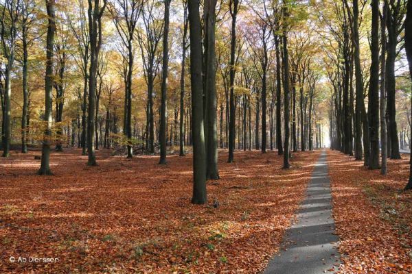 herfst-33B46B1F12-3420-7862-6A57-F4B54B7EF3ED.jpg