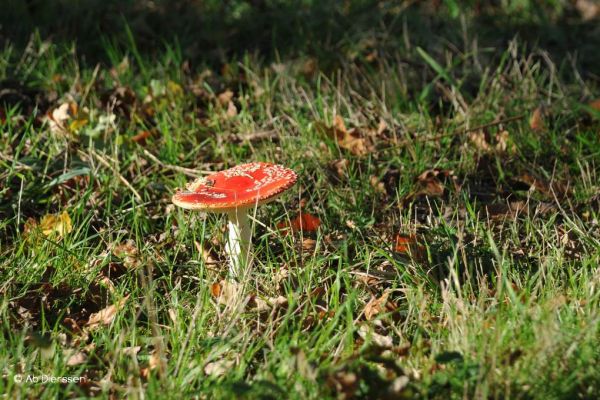 herfst-447FB507D0-FE4D-8ACE-9709-75DD743EBEDC.jpg