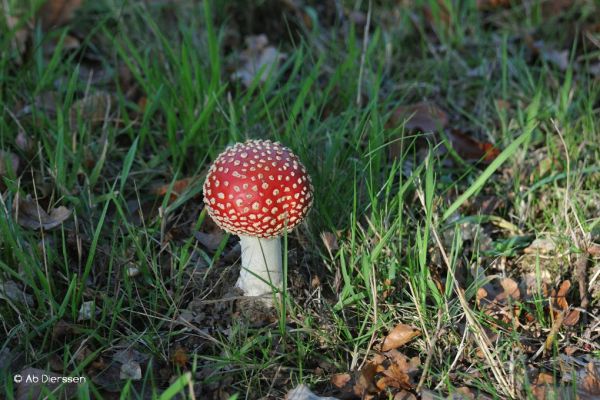 herfst-48755986E6-273F-092F-433F-25624ECF1384.jpg