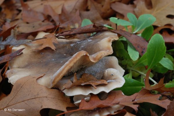 herfst-66777ADD69-FBA0-2F0D-6D21-588F5F72C2A9.jpg
