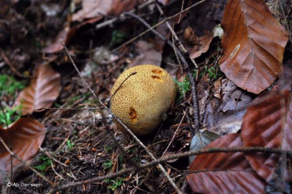 herfst-74A763EB95-D987-81F7-4D08-CECA9932A3DC.jpg