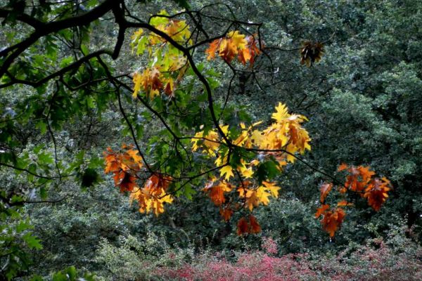 herfst-79E2616773-FC33-61F6-B27B-5AF25060EE95.jpg